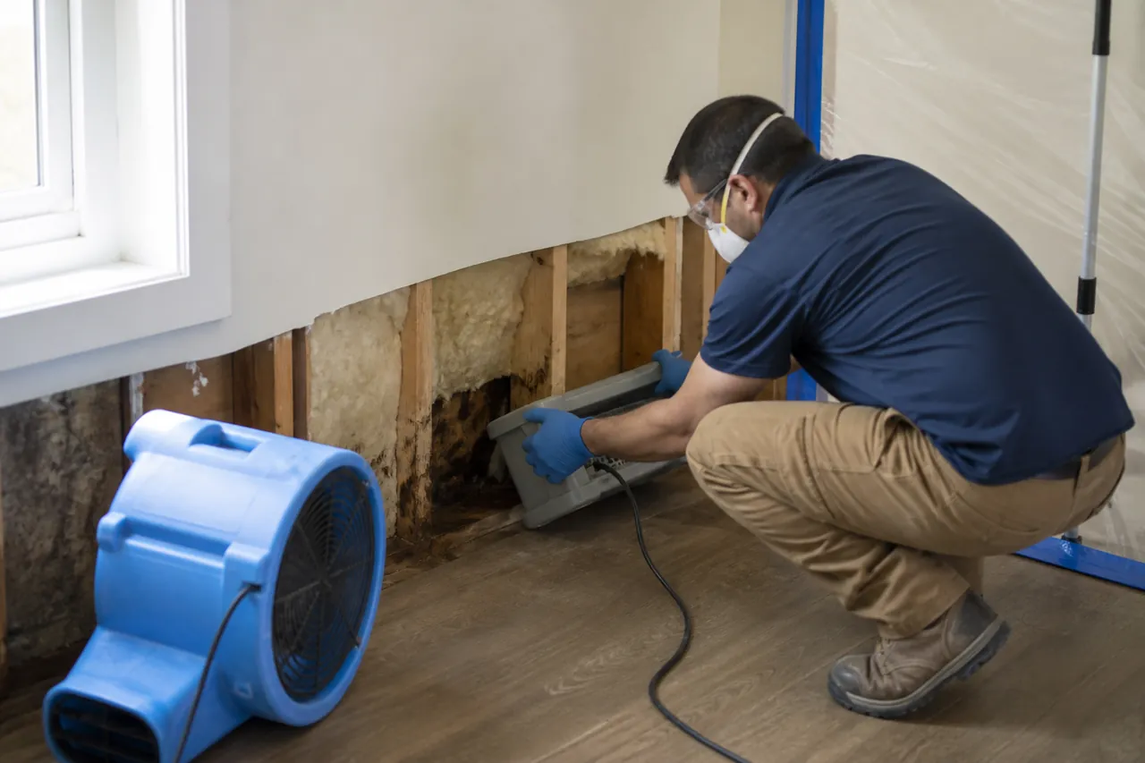 Mold Remediation service image